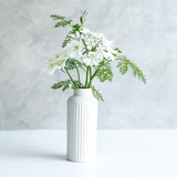 芳菲