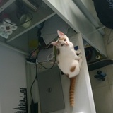 跳到箱子上睡觉