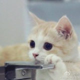 自愈