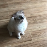 木子的木和子