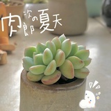 多肉饲养员