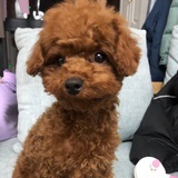 芥末酱