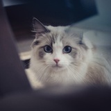 white.cat