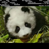 妍妍