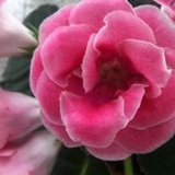 沾沾花惹惹草