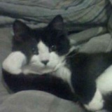 Hillcat