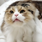 荼蘼