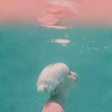 你好爱丽丝