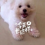 来自南方的熊孩