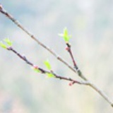Yolanda_wang81