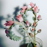 潜行森