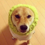 远方的家