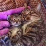 二皿二