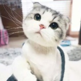 王王足各