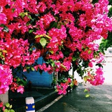 小兔白痴