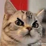 推paru的T小姐