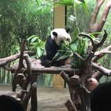 艾米