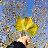 苹果泥