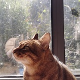照乐