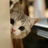 胖宁纸