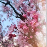 flowers_23