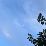 戈薇林
