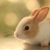 春暖花开的日子_