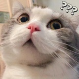 玉特萌yy