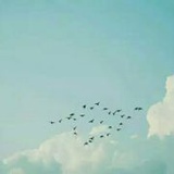 何素苇
