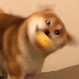 我说，停停