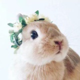 Heybunny