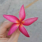 笨蛋的春天
