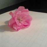 薄荷