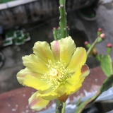 青轻清