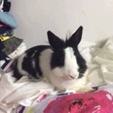 mini不爱吃萝卜