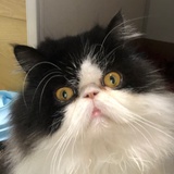 归途的大鸟