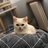 William