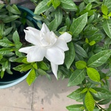 Baobaohong123