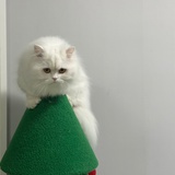 葡萄