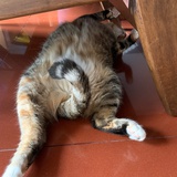 疯小何