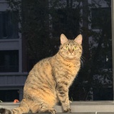 Sasa
