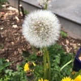 棉棉花糖