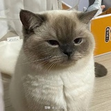 想要一只猫猫