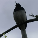 烧水文明观察员