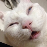吉跋猫