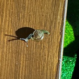 行走的🐌