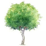 屋后青山隐隐