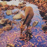 fish in mirror