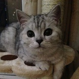 小型猫科动物
