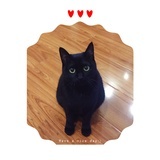 奇迹也是猫